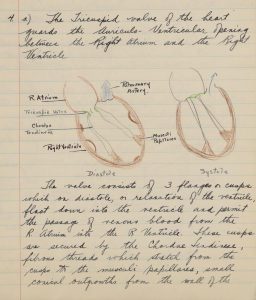 image of a handwritten answer to question on the tricuspid valve with drawing in colour pencil